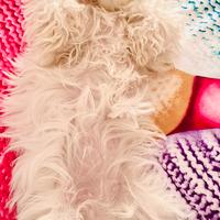 Cuccioli di maltese disponibili da Aprile