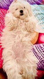 Cuccioli di maltese disponibili da Aprile