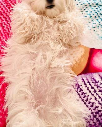 Cuccioli di maltese disponibili da Aprile