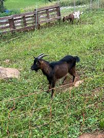 Capra nana tibetana