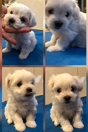 Cucciole di maltese