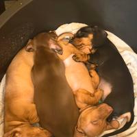 Bassotto nano/ kaninchen disponibile