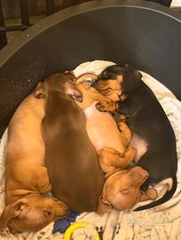 Bassotto nano/ kaninchen disponibile