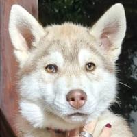 Siberian Husky 3 mesi Pedigree e Vaccinazioni