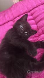 2 gattini marroni/neri pelo lungo
