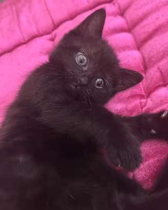 2 gattini marroni/neri pelo lungo