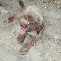 Lagotto da tartufi bravissimo