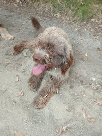 Lagotto da tartufi bravissimo