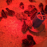 Regala un pulcino a Natale