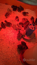 Regala un pulcino a Natale