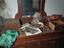 Immagine 5
