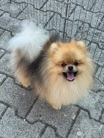 Spitz tedesco nano/ Pomerania