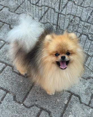 Spitz tedesco nano/ Pomerania