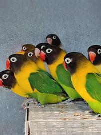 Personata selezionati