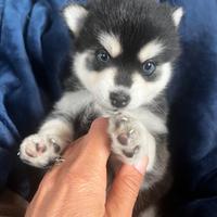 Husky miniatura