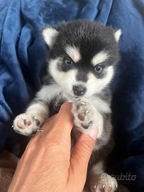 Husky miniatura