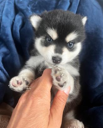Husky miniatura