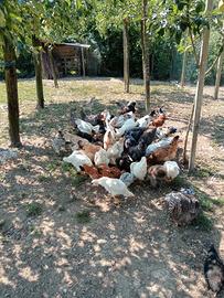Galli e galline