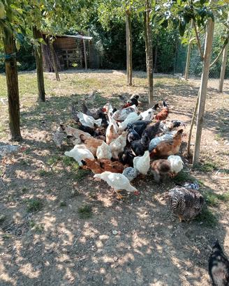 Galli e galline