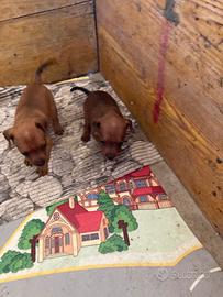 Pinscher zwergpinscher