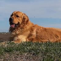 Cuccioli golden retriver americani