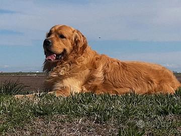 Cuccioli golden retriver americani