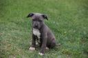 cucciole-di-pit-bull-blue-nose