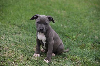 Cucciole di Pit Bull Blue Nose