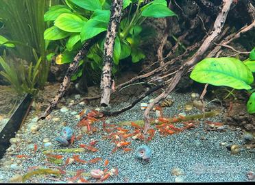 Neocaridine Rosse - gamberetti per acquario