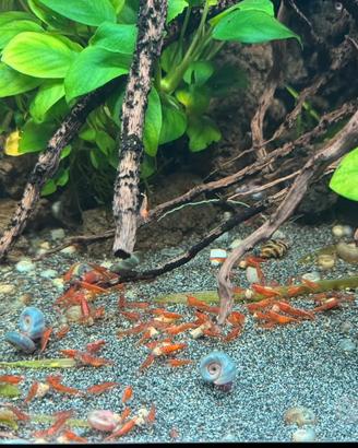 Neocaridine Rosse - gamberetti per acquario