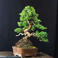 Ginepro giapponese Bonsai. Juniperus Sargentii 