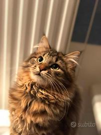 Gattine Kurilian Bobtail con Pedigree