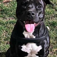 American pitbull terrier