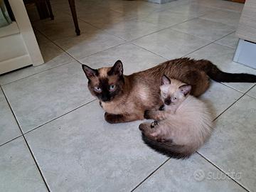 Gatti siamese