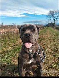 Cane corso