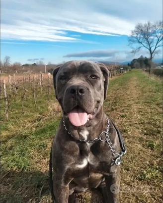 Cane corso