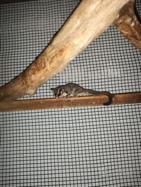 Coppia di petauri più piccolo