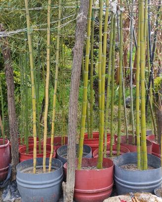pianta bambu gigante pubescence