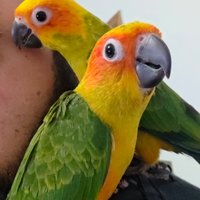 Conuro del sole top quality