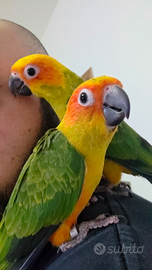 Conuro del sole top quality