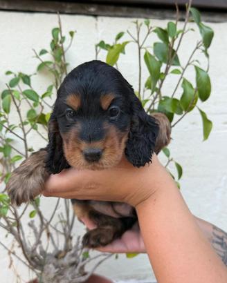 Cocker spaniel