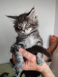 Maine coon
