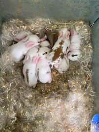 Coniglietti da compagnia