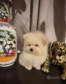 Pomapoo