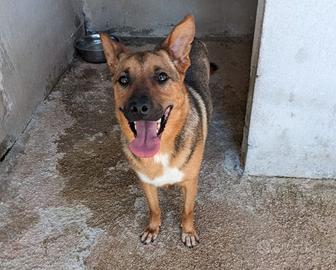 Vittorio, simil Pastore Tedesco 3 anni - taglia gr