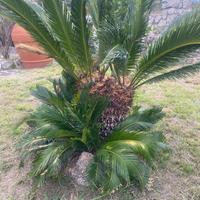 Cycas revoluta 2 teste
