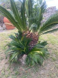 Cycas revoluta 2 teste