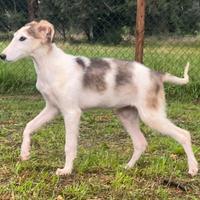 Cuccioli Borzoi / Levriero Russo