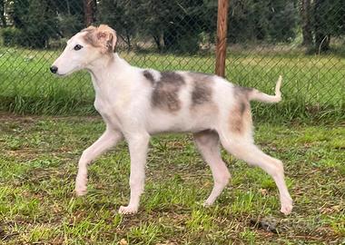 Cuccioli Borzoi / Levriero Russo