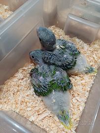 Pappagalli parrocchetto grande alessandrino